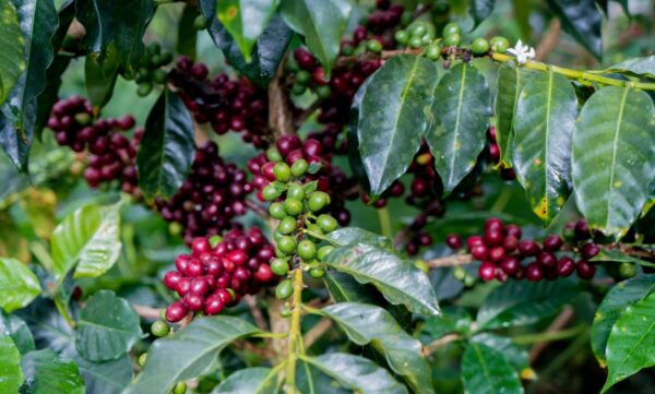 Peru - Lima Coffee (1lb Bag)