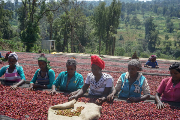 Ethiopia - Refisa (1lb Bag) - Image 8