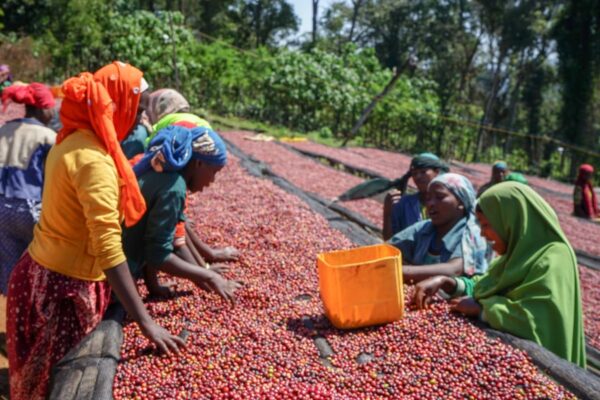 Ethiopia - Refisa (1lb Bag) - Image 7