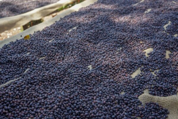 Ethiopia - Refisa (1lb Bag)
