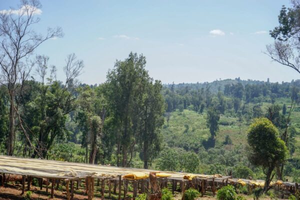 Ethiopia - Refisa (1lb Bag) - Image 6