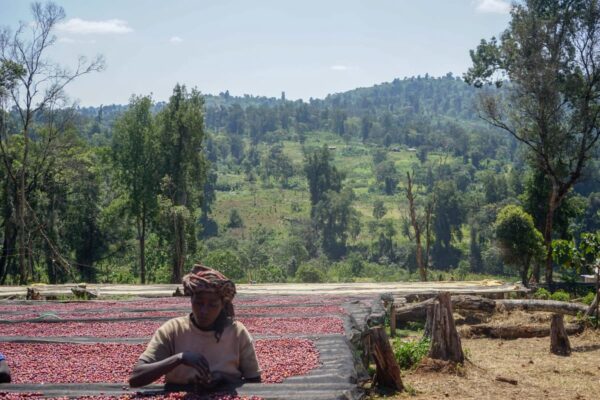 Ethiopia - Refisa (1lb Bag) - Image 5