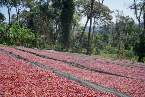 Ethiopia - Refisa (1lb Bag) - Image 4