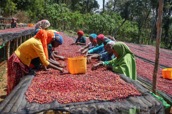 Ethiopia - Refisa (1lb Bag) - Image 3