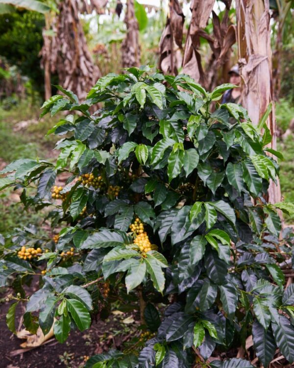 Colombia - El Tambo (1lb Bag) - Image 6