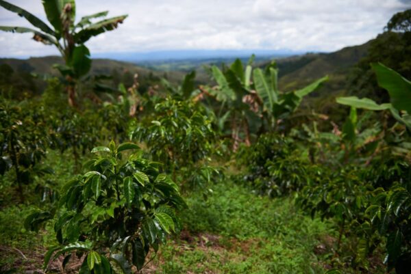 Colombia - El Tambo (1lb Bag) - Image 2