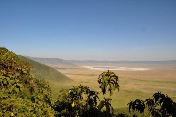 Tanzania - Sambewe (1lb Bag) - Image 5