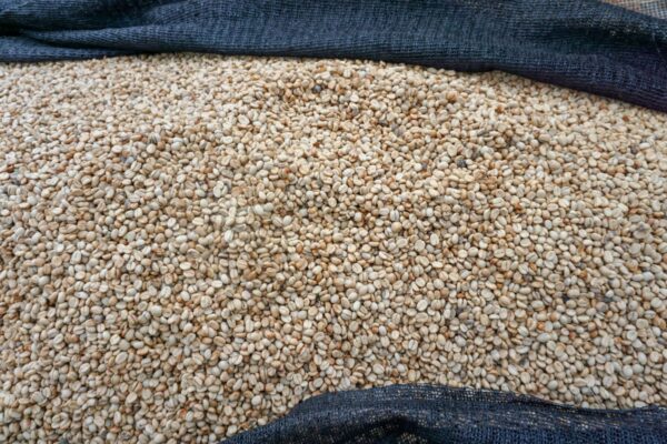 Tanzania - Sambewe (1lb Bag) - Image 4