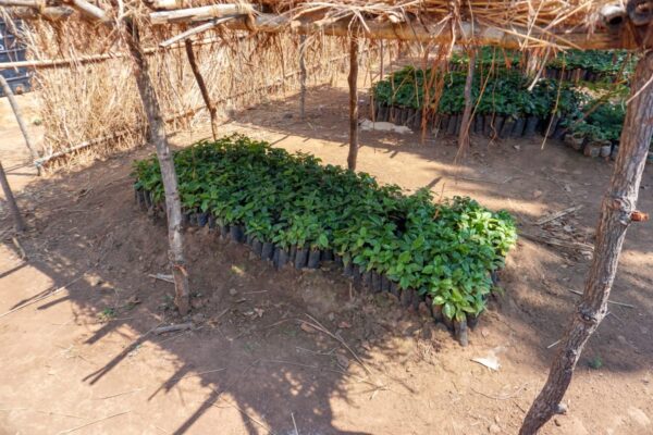 Tanzania - Sambewe (1lb Bag) - Image 3