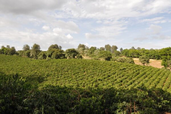 Tanzania - Sambewe (1lb Bag) - Image 2