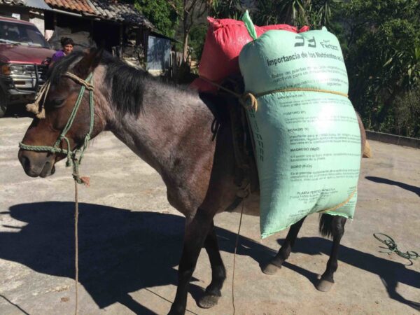 El Salvador - Santa Ana(1lb Bag)