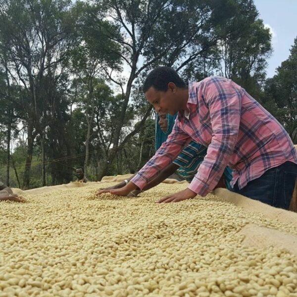 Ethiopia - Grade 3 - Gigesa (1lb Bag)