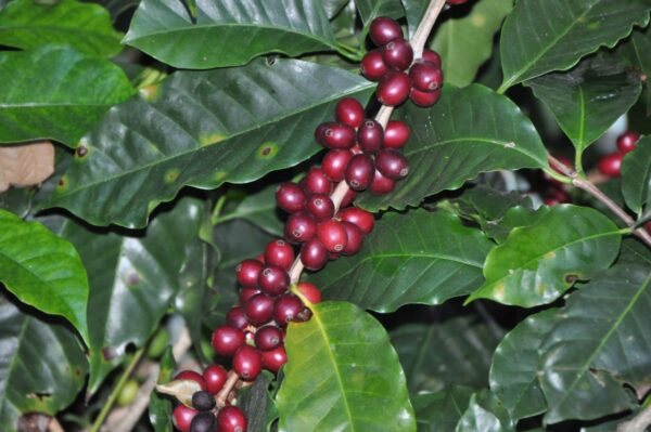 Mexico - Finca Nueva Linda (1lb Bag)
