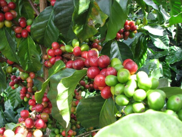 Colombia - Excelso 2 (1lb Bag)