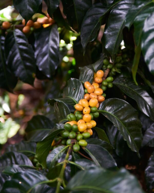Colombia - Excelso (1lb Bag)
