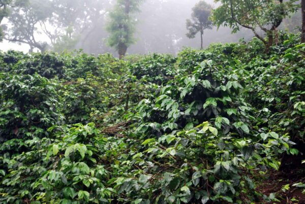 India - Monsoon Malabar (1lb Bag)