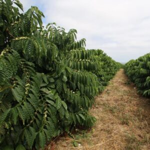 Robusta Cherry - India (1lb Bag)