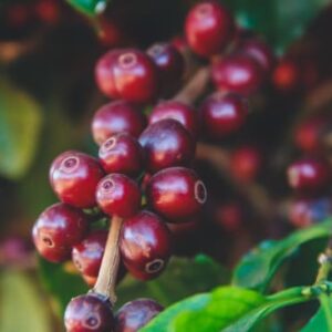 Brazil - Natural & Pulped Natural - Fazenda Cachoeira da Grama - Peaberry (1lb Bag)