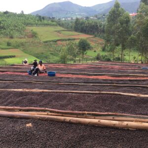 Uganda- Gorilla Summit Coffee - Bwindi (1lb Bag)