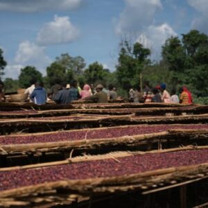 Ethiopia - Natural Guji (1lb Bag)