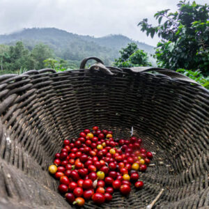 Peru - Organic SHB EP (1lb Bag)